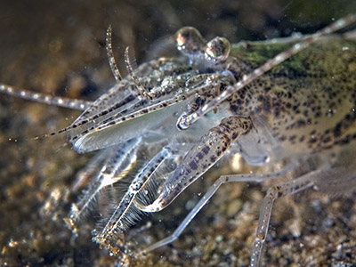 Gewone garnaal. Foto M. Haarsma